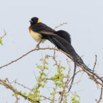 Long-tailed Paradise Whydah (image by Nik Borrow)