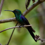 Long-tailed Woodnymph (image by Leo Garrigues)