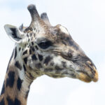 Maasai Giraffe (image by Nik Borrow)