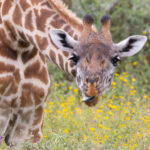 Maasai Giraffe (image by Nik Borrow)
