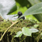 Magdalena Antbird (image by Trevor Ellery)