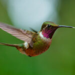 Magenta-throated Woodstar (image by Leo Garrigues)