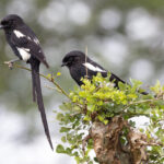 Magpie Shrikes (image by Nik Borrow)