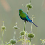 male Malachite Sunbird (image by Nik Borrow)