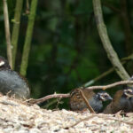 Malayan Partridge (image by Craig Robson)