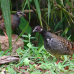 Malayan Partridge (image by Craig Robson)