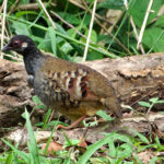Malayan Partridge (image by Craig Robson)