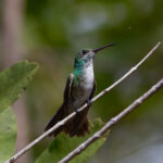 Mangrove Hummingbird (image by Leo Garrigues)