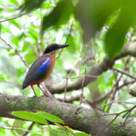 Mangrove Pitta (image by Craig Robson)