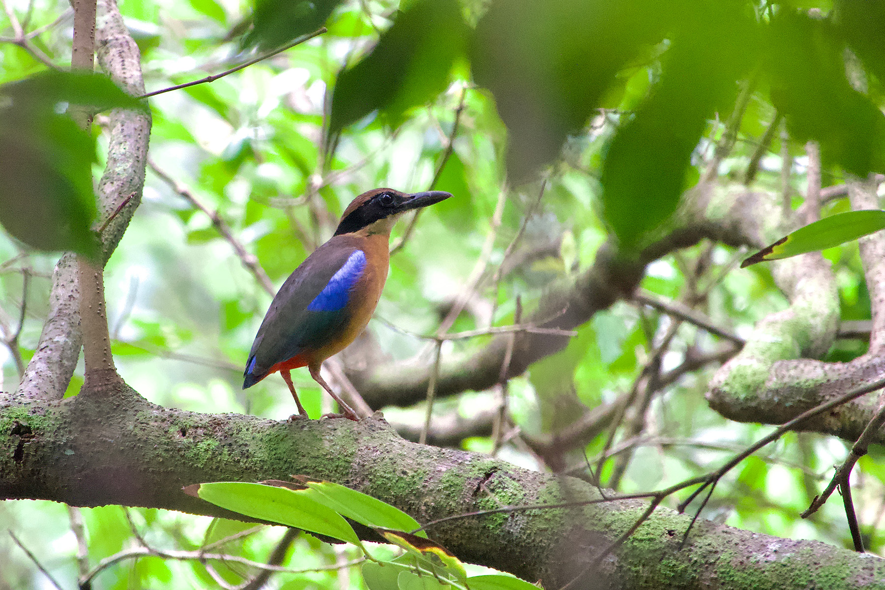 Mangrove Pitta (image by Craig Robson)