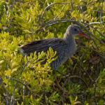 Mangrove Rail (image by Leo Garrigues)
