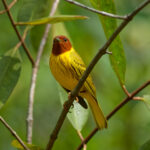 Mangrove Warbler (image by Leo Garrigues)