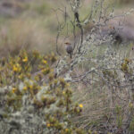Many-striped Canastero (image by Trevor Ellery)