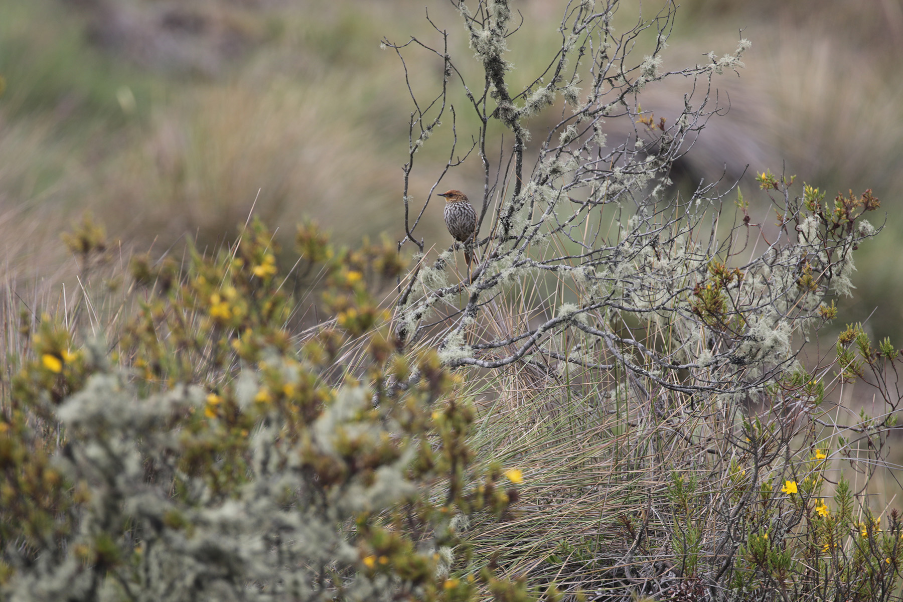 Many-striped Canastero (image by Trevor Ellery)