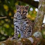 Margay (image by Leo Garrigues)