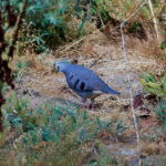 Maroon-chested Ground Dove (image by Wendy Powe)