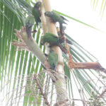 Maroon-tailed Parakeet (image by Trevor Ellery)