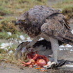 Martial Eagle (image by Nik Borrow)