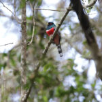 Masked Trogon (image by Trevor Ellery)