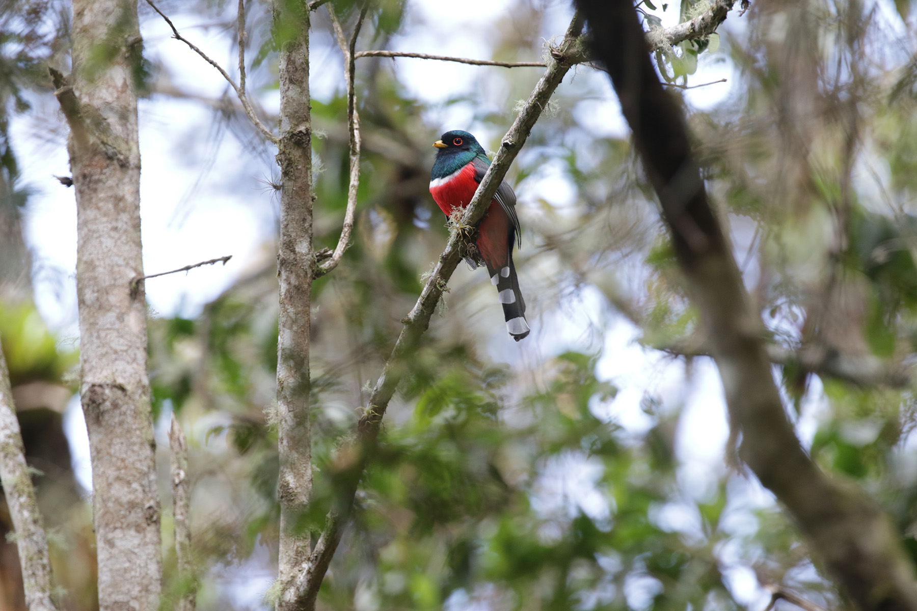 Masked Trogon (image by Trevor Ellery)