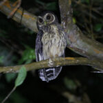 Mottled Owl (image by Trevor Ellery)