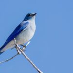 Mountain Bluebird (image by Paul van Giersbergen)