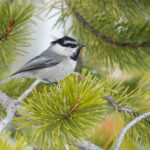 Mountain Chickadee (image by Craig Robson)