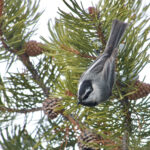 Mountain Chickadee (image by Craig Robson)