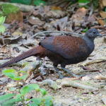 Mountain Peacock-Pheasant (image by Craig Robson)