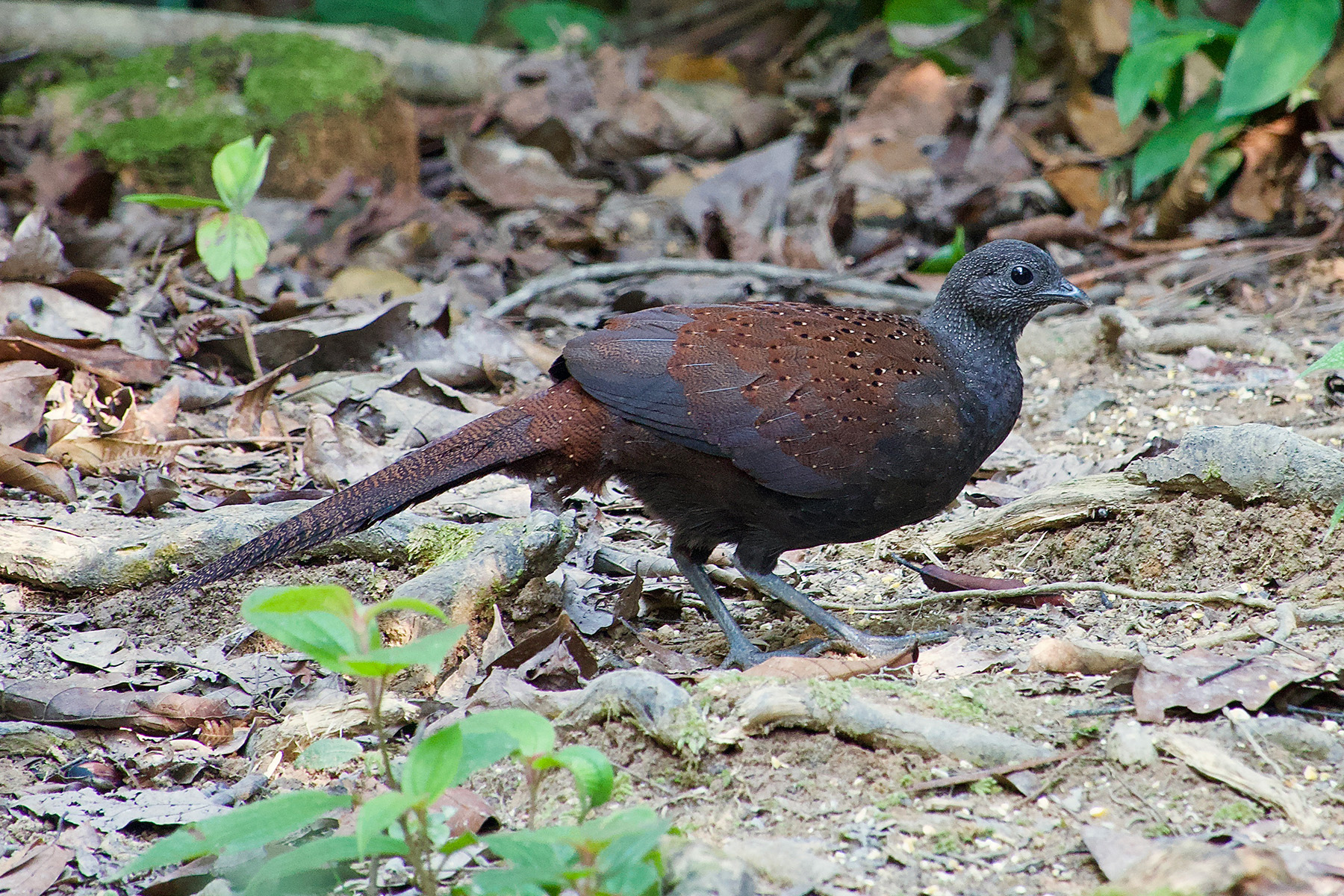 Mountain Peacock-Pheasant (image by Craig Robson)