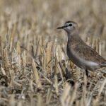 Mountain Plover (image by Paul van Giersbergen)