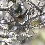 Mountain Wren (image by Trevor Ellery)