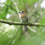 Moustached Puffbird (image by Trevor Ellery)