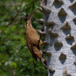 Moustached Woodcreeper (image by Leo Garrigues)