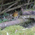 Muisca Antpitta (image by Trevor Ellery)