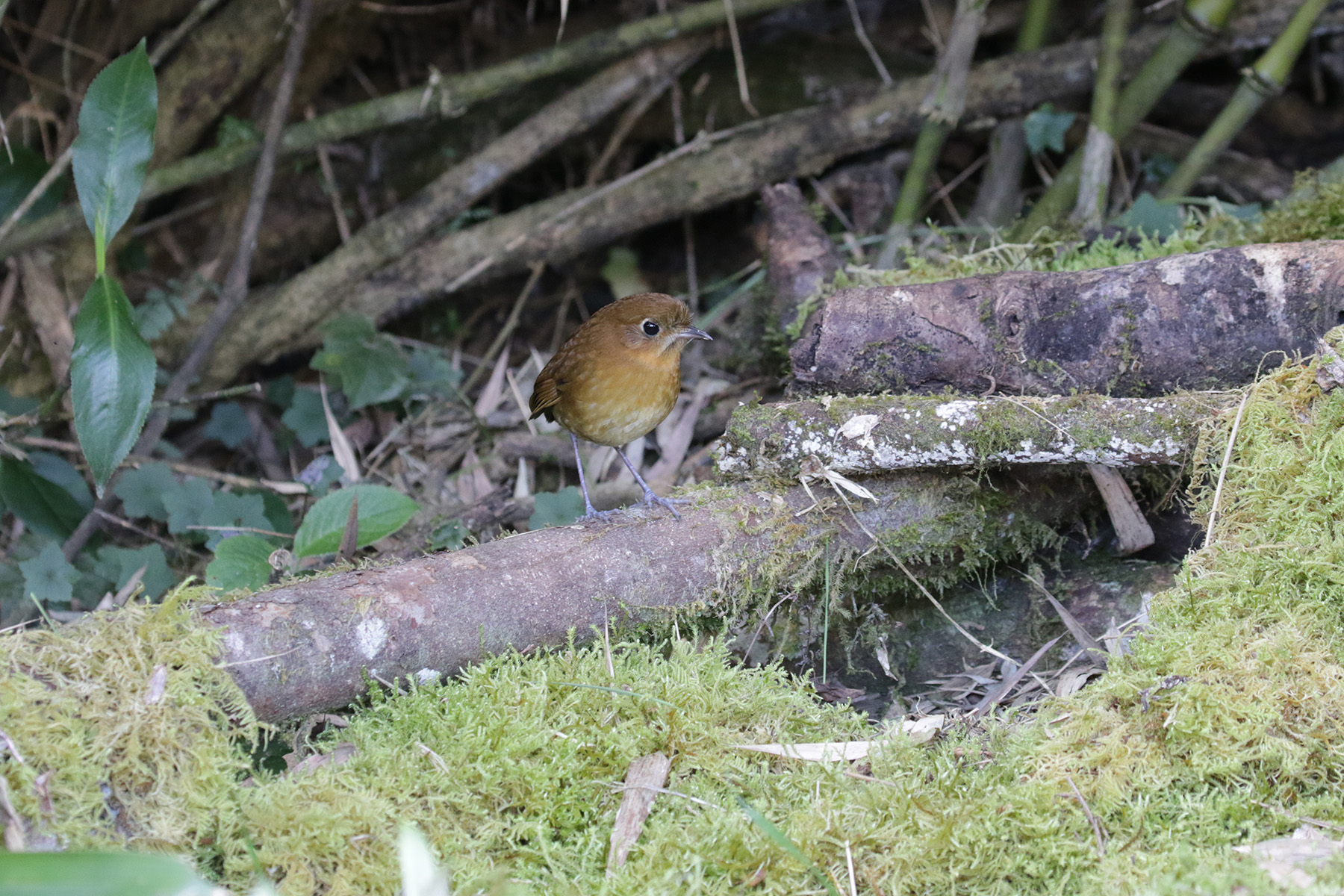 Muisca Antpitta (image by Trevor Ellery)