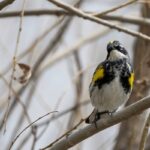Myrtle Warbler (image by Paul van Giersbergen)