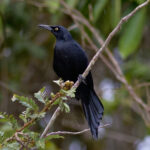 Nicaraguan Grackle (image by Leo Garrigues)