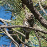 Northern Pygmy Owl (image by Craig Robson)