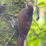 Northern Barred Woodcreeper (image by Anthony Kaduck)