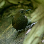 Northern Nightingale-Wren (image by Leo Garrigues)