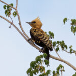 Ochre-backed Woodpecker (image by Leo Garrigues)