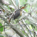 Ochre-breasted Antpitta (image by Trevor Ellery)