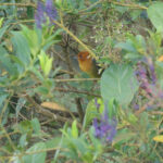 Ochre-breasted Brushfinch (image by Trevor Ellery)