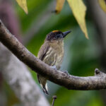 Olivaceous Piculet (image by Leo Garrigues)