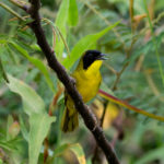 Olive-crowned Yellowthroat (image by Leo Garrigues)