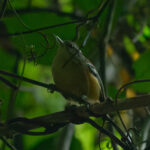 Orange-bellied Antwren (image by Leo Garrigues)
