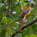 Orange-breasted Trogon (image by Craig Robson)