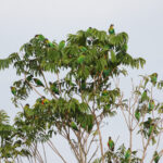 Orange-cheeked Parrot (image by Trevor Ellery)