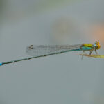 Orange-faced Sprite (image by Craig Robson)